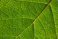 Leaf of a fruit shrub close-up. Mosaic pattern of a net of yellow veins and green plant cells. Bright background or wallpaper on a Royalty Free Stock Photo