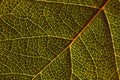 Leaf of a fruit shrub close-up. Mosaic pattern of a net of yellow veins and green plant cells. Dark background or wallpaper on a Royalty Free Stock Photo