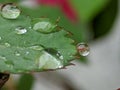 Leaf Full Of Droplets After Rain