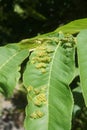 Leaf Gall Abnormal growth on leaves in New Zealand forest