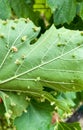 Leaf galls plant desease on grape leaves