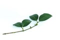 Leaf Gamboge tree white background in studio Royalty Free Stock Photo