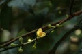 Leaf Gamboge tree in Thailand