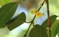 Leaf Gamboge tree in Thailand