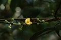 Leaf Gamboge tree in Thailand