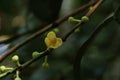 Leaf Gamboge tree in Thailand