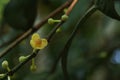 Leaf Gamboge tree in Thailand