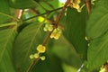 Leaf Gamboge tree in Thailand