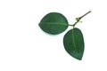 Leaf Gamboge tree white background in studio Royalty Free Stock Photo