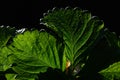 Leaf of garden strawberry Fragaria ananassa on dark background Royalty Free Stock Photo
