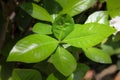 Leaf of Gardenia jasminoides flower Royalty Free Stock Photo
