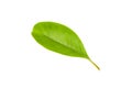 Leaf of Gia, Lau binh, or Perfume flower tree