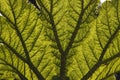 Leaf of a Giant Rhubarb