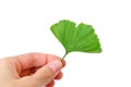 Leaf ginkgo biloba in hand Royalty Free Stock Photo