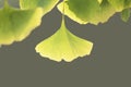 Leaf of Ginkgo or gingko tree in autumn Royalty Free Stock Photo