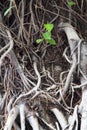 A leaf goes up banyan tree root