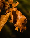 Leaf in the goldenhour Royalty Free Stock Photo