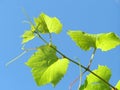 Leaf from grape plant