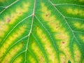 Leaf of grapes with chlorosis closeup Royalty Free Stock Photo