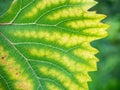 Leaf of grapes with chlorosis closeup Royalty Free Stock Photo
