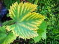 Leaf of grapes with chlorosis Royalty Free Stock Photo