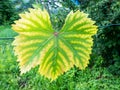 Leaf of grapes with chlorosis Royalty Free Stock Photo