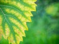 Leaf of grapes with chlorosis closeup Royalty Free Stock Photo