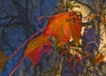 A leaf of a grapevine plant in autumn Kibbutz Kfar Glikson Israel.