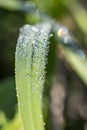 Leaf of grass with large drops of dew on a blurred green background Royalty Free Stock Photo