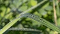 Leaf of grass with large drops of dew on a blurred green background Royalty Free Stock Photo