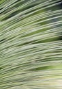 Leaf of Grass tree or Black boy Royalty Free Stock Photo