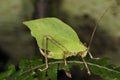 Leaf Grasshopper Royalty Free Stock Photo
