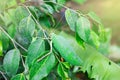 The leaf grasshopper in nature.