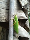 leaf grasshopper animal one of the leaf-eating insects that lives in treesÃ¯Â¿Â¼