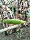 leaf grasshopper animal one of the leaf-eating insects that lives in treesÃ¯Â¿Â¼