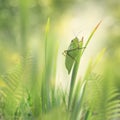 Leaf Grasshopper