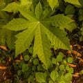 A leaf with great texture are seen in this picture which is created by god. Royalty Free Stock Photo