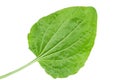 Leaf of Greater plantain Plantago major isolated on white background. View from back side Royalty Free Stock Photo