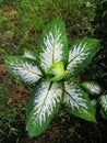 Leaf with green around white clours Royalty Free Stock Photo