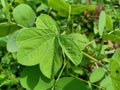 Leaf green in backyard grow wild