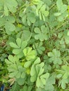 Leaf green beans soil grassland 