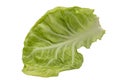leaf of green cabbage on a white background close up Royalty Free Stock Photo