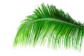 Leaf of green coconut palm tree isloated on white background