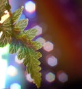 fern leaf macro close-up bokeh multicolors background light