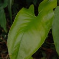 A leaf that is green in a damp place