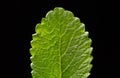 Leaf of green fresh mint, fragrant seasoning