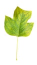 Leaf green isolated from plane japanize tree Royalty Free Stock Photo