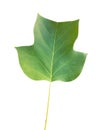 Leaf green isolated from plane japanize tree Royalty Free Stock Photo