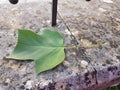 leaf green isolated from plane japanize tree Royalty Free Stock Photo