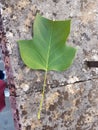 leaf green isolated from plane japanize tree Royalty Free Stock Photo